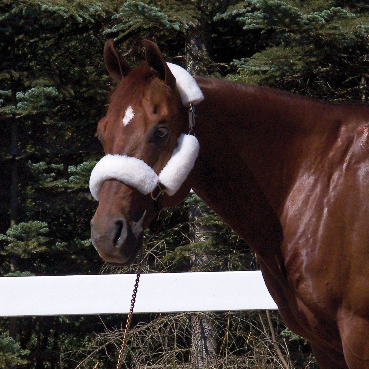 Wool Back Halter Tube Set- 4 Piece 2 Wool Back Halter Tube Set- 4 Piece - Image 2