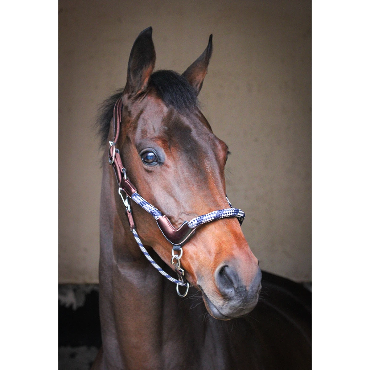 Jump'in Travel Halter - One Collection 1 Jump'in Travel Halter - One Collection