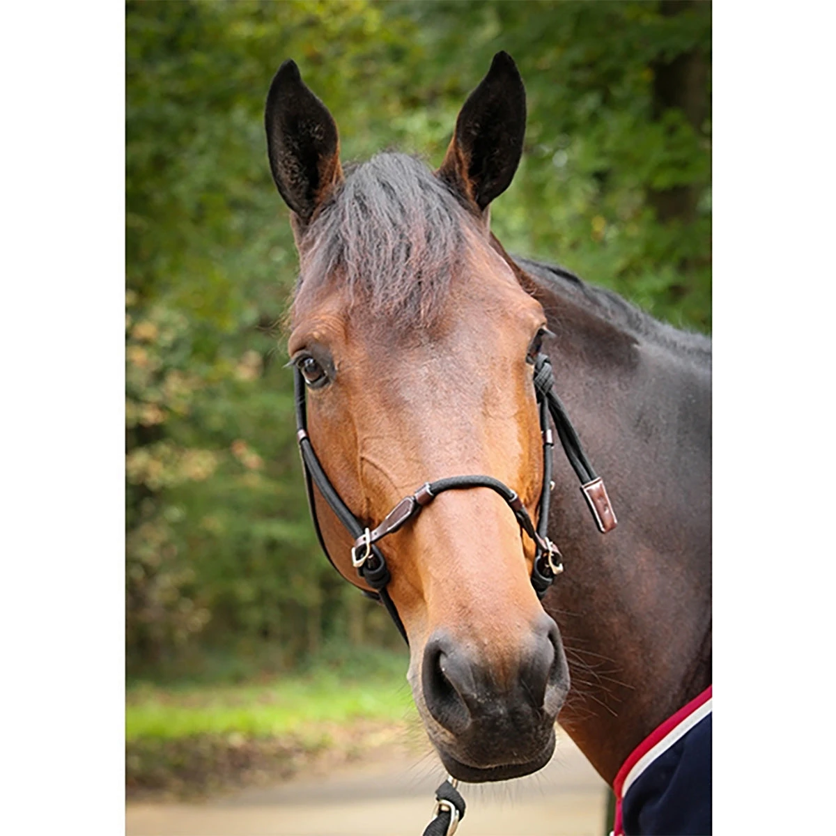 Penelope Ethological Halter 1 Penelope Ethological Halter