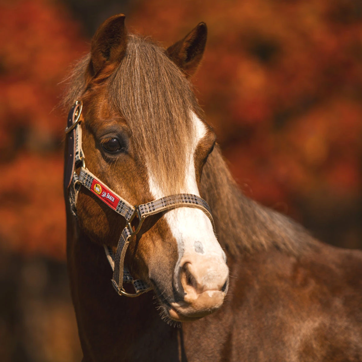 5/A Baker Breakaway Halter With Full Leather Crown 3 5/A Baker Breakaway Halter With Full Leather Crown - Image 3