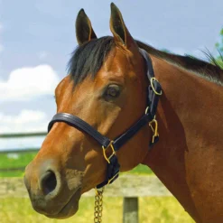 Perri's 1" Leather Show Halter -Cavallo Equestrian Shop black2 22158.1588006314.1280.1280