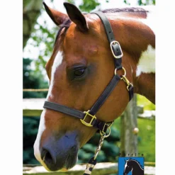 Perri's 1" Leather Show Halter -Cavallo Equestrian Shop black3 41287.1588006314.1280.1280