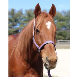 Tuffrider Nylon Breakaway Halter And Lead