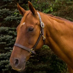 HDR Advantage Leather Halter