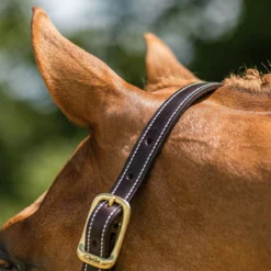 Walsh British Halter -Cavallo Equestrian Shop halter10