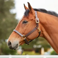 Walsh British Halter -Cavallo Equestrian Shop halter2 66295697 bec2 4526 afc4 9d12955db5e8