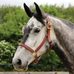 Walsh British Halter -Cavallo Equestrian Shop halter3
