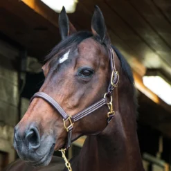 Walsh British Halter -Cavallo Equestrian Shop halter4