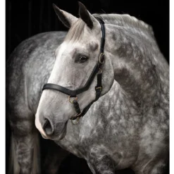 Horseware Rambo Micklem Halter -Cavallo Equestrian Shop halterblack 20010.1586963002.1280.1280