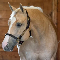Perri's 1" Leather Turnout Halter -Cavallo Equestrian Shop havana2 59923.1588010940.1280.1280